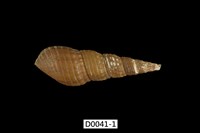 藏品(疣蜷)的圖片